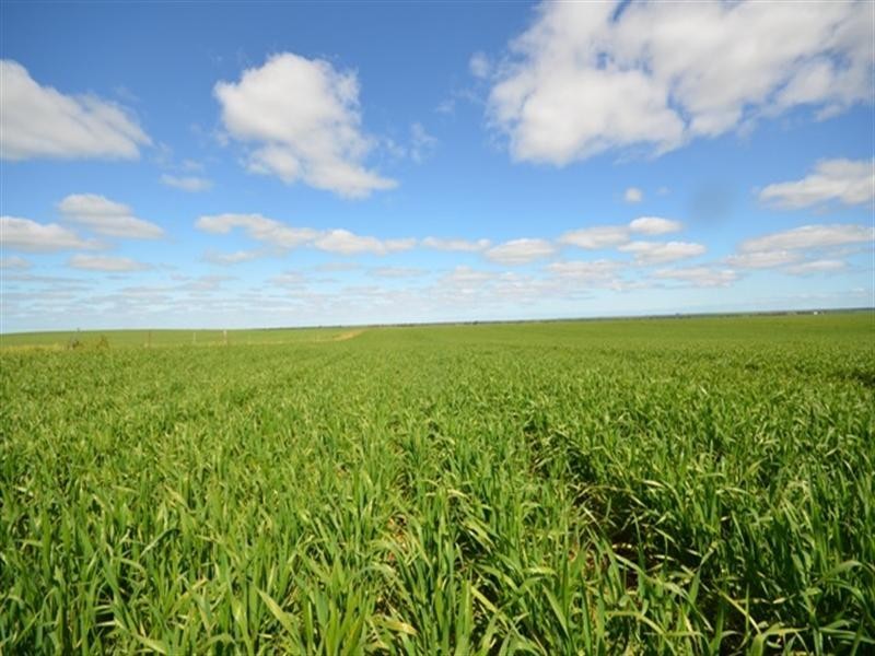 “Conzags” Whitwarta=Watchman Road, Balaklava SA 5461