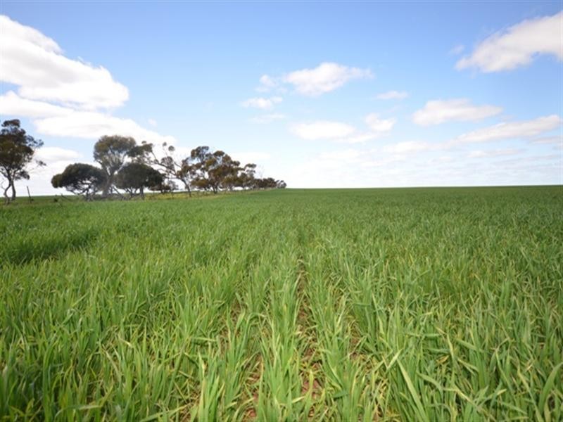 “Conzags” Whitwarta=Watchman Road, Balaklava SA 5461