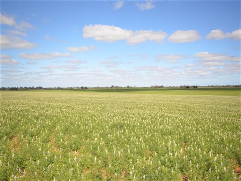 “Conzags” Whitwarta=Watchman Road, Balaklava SA 5461