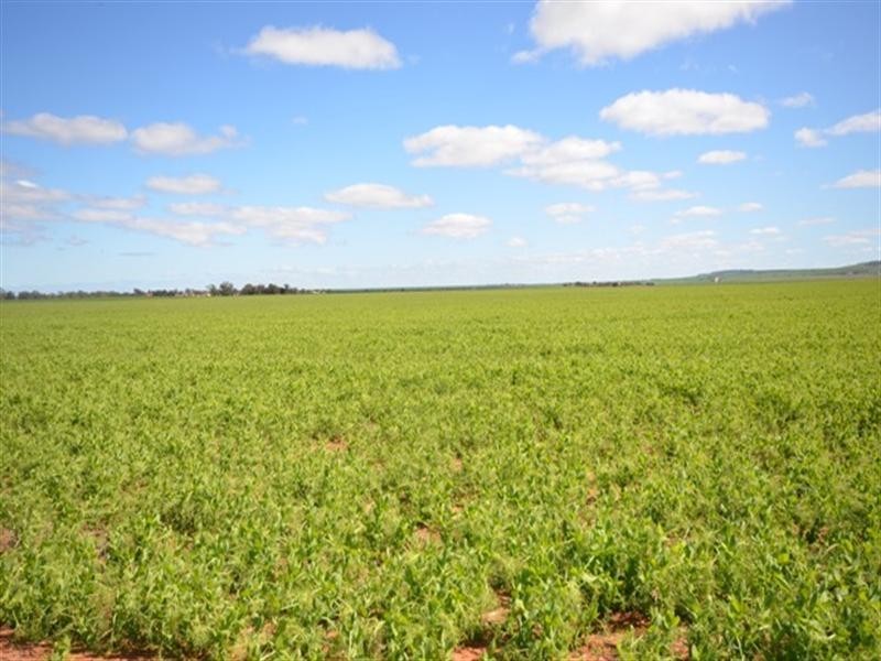 “Conzags” Whitwarta=Watchman Road, Balaklava SA 5461