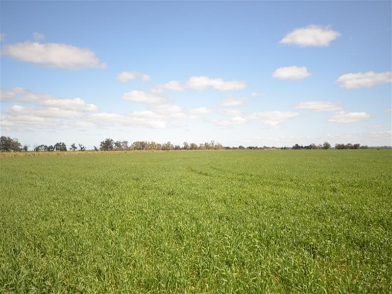 “Conzags” Whitwarta=Watchman Road, Balaklava SA 5461