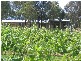 Lot 10 Mintaro Road, Leasingham SA 5452