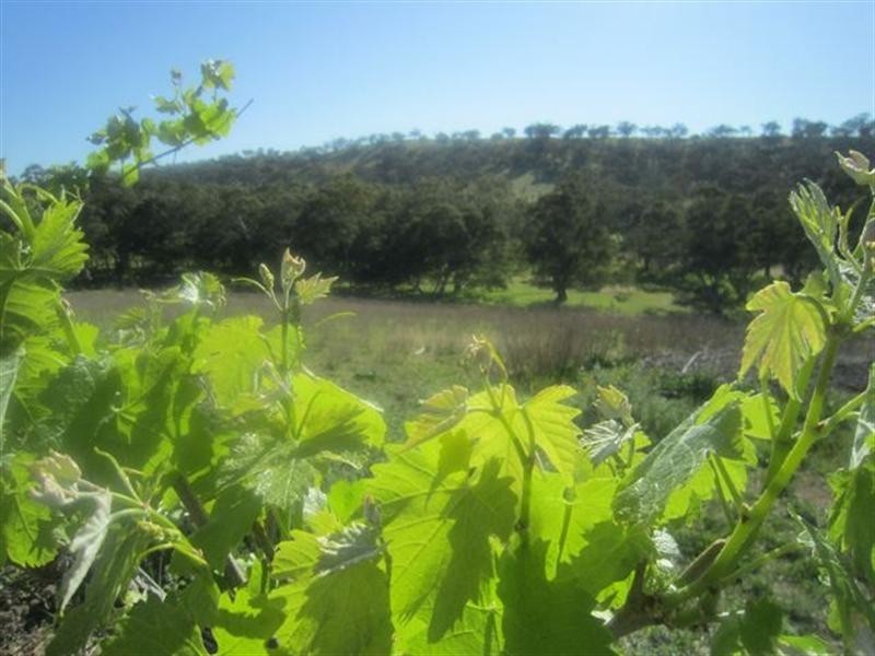 Pieces 4 and 8 Skillogalee Creek Road, Watervale SA 5452