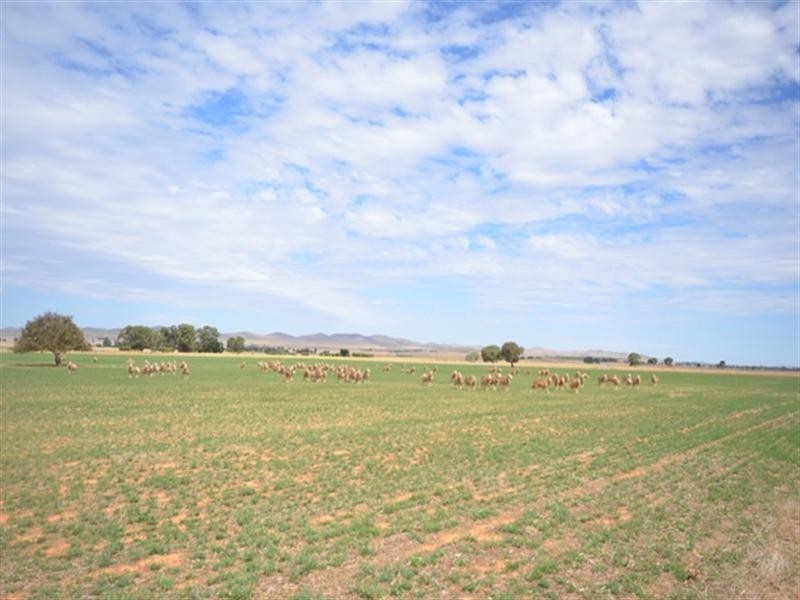 . “Donara”, Mount Bryan SA 5418