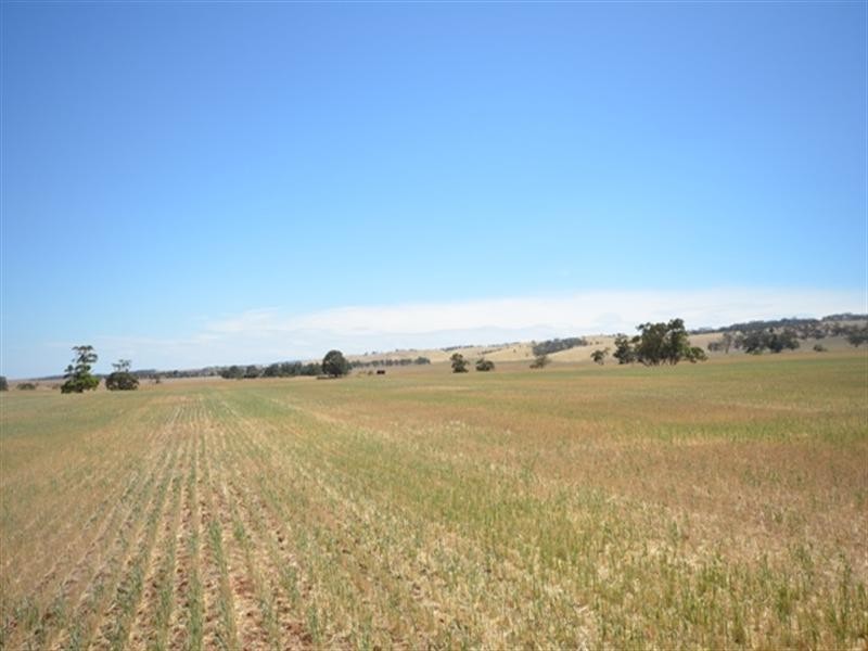 . “Spring Gully”, Kybunga SA 5453