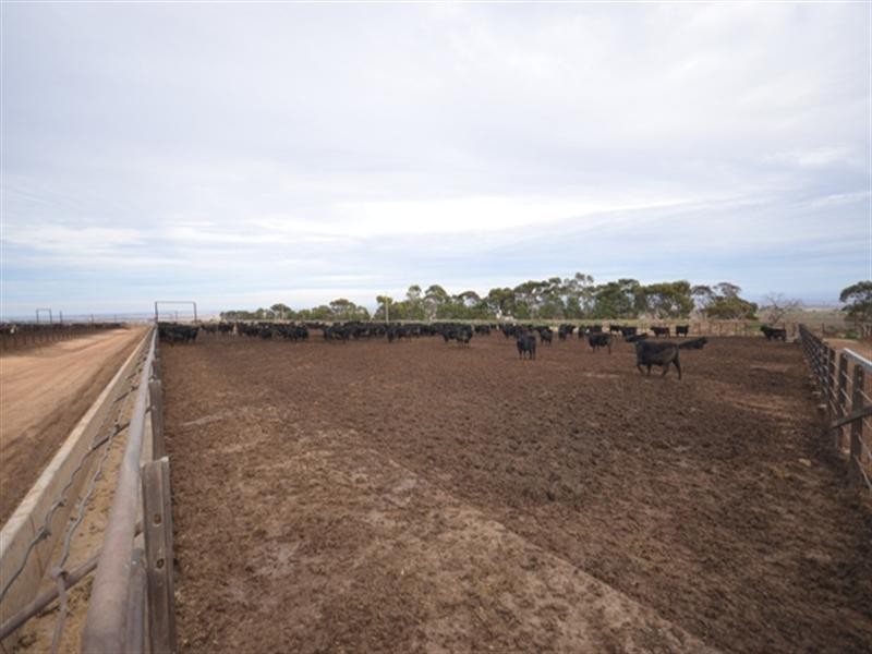 Feedlot Muana Road, Spring Gully SA 5453