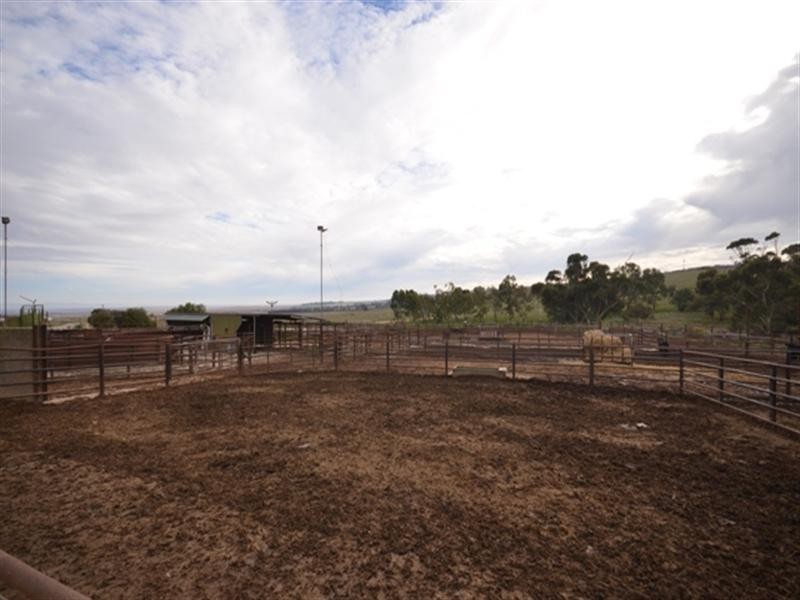 Feedlot Muana Road, Spring Gully SA 5453