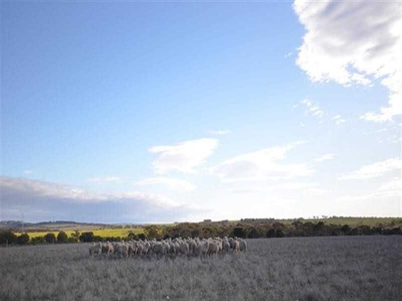 “Maders Block” Bower – Robertstown Road, Australia Plains SA 5374