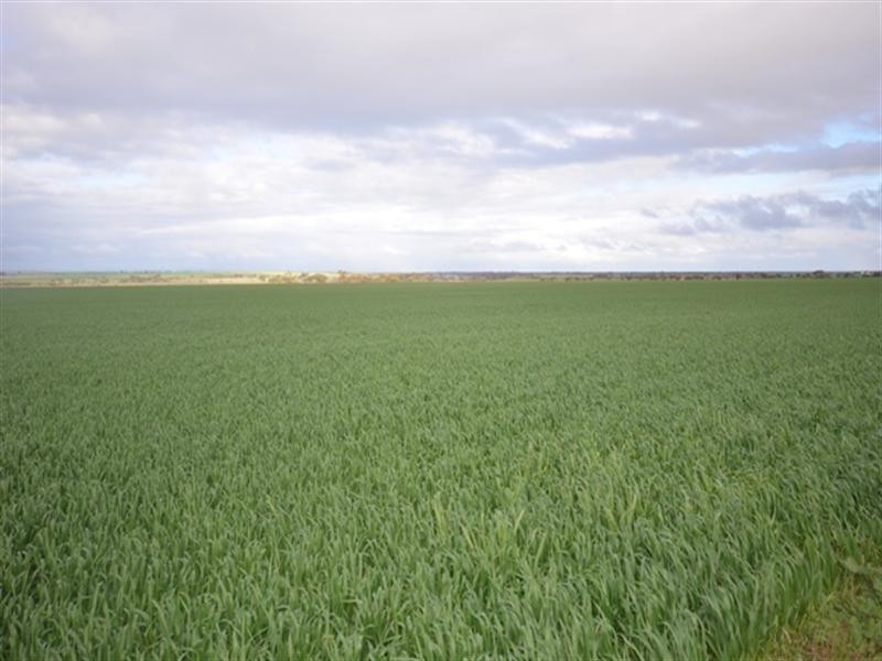 “Wilsons” Various Lots, Whitwarta SA 5461