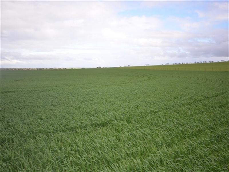 “Wilsons” Various Lots, Whitwarta SA 5461