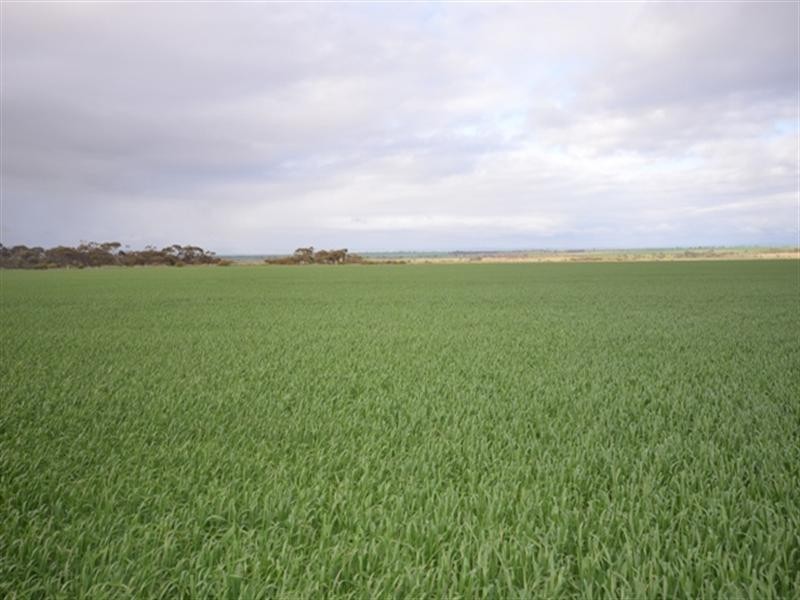“Wilsons” Various Lots, Whitwarta SA 5461