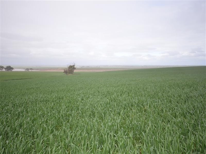 “Wilsons” Various Lots, Whitwarta SA 5461