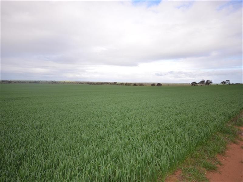“Wilsons” Various Lots, Whitwarta SA 5461