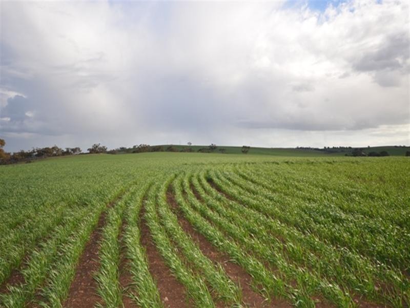 Various Secs Windy Loop Road, Yacka SA 5470