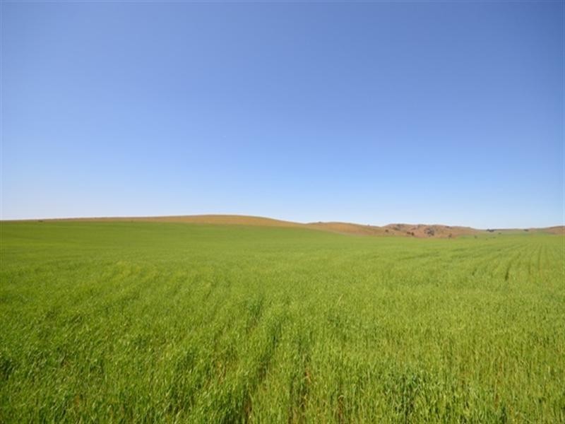 . “Nicholson’s”, Eudunda SA 5374