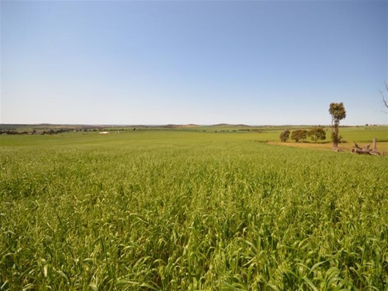 . “Nicholson’s”, Eudunda SA 5374