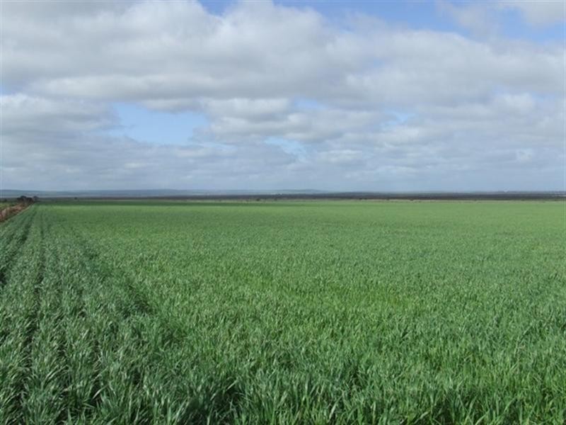 Various Lots, Port Arthur SA 5572