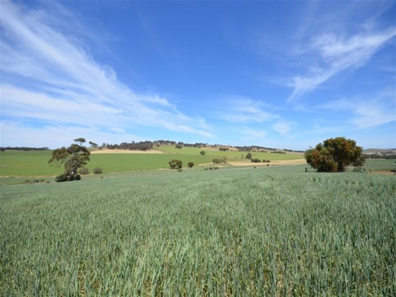 Lot 553 Auburn to Manoora Road, Auburn SA 5451