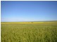 “Baldina” 4 Lots, South Hummocks SA 5550
