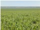 “Baldina” 4 Lots, South Hummocks SA 5550