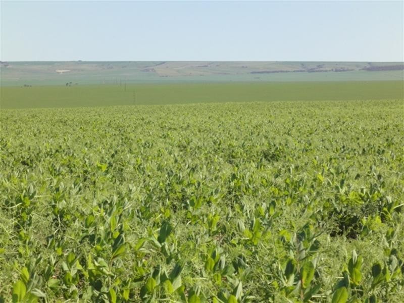 “Baldina” 4 Lots, South Hummocks SA 5550