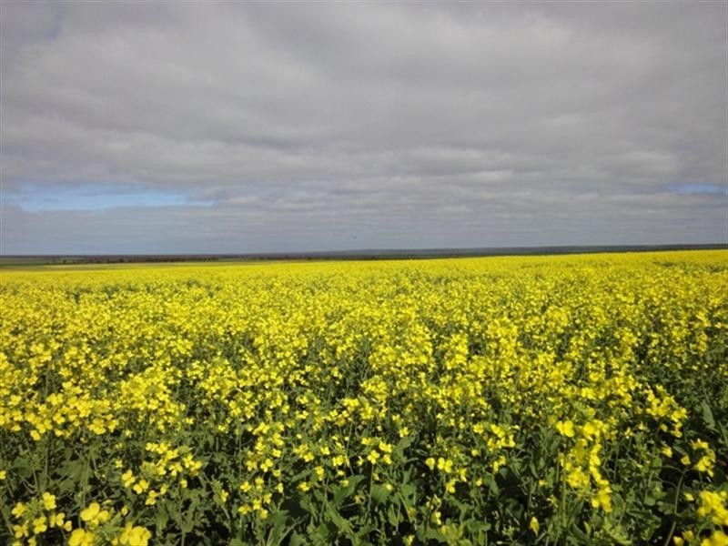 “Baldina” 4 Lots, South Hummocks SA 5550