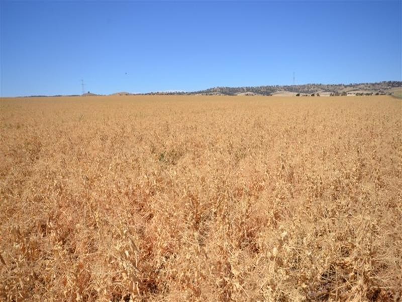 Lambruk 2 Lots, Kybunga SA 5453