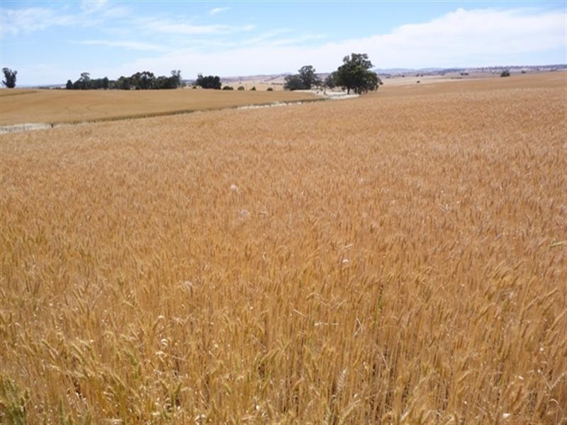 “Nunyara” Dust Bowl Road, Murray Town SA 5481