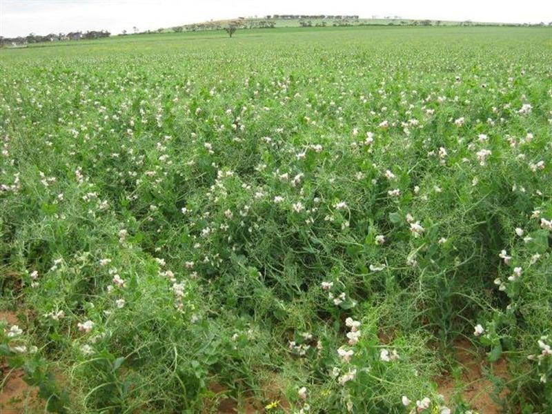 “Ashby’s” Bumbunga via, Snowtown SA 5520