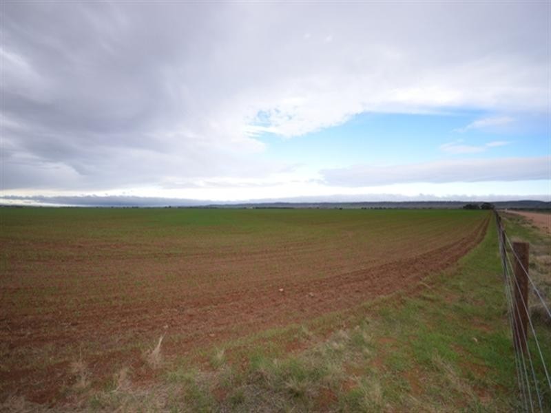 Sec 113 Robertstown – Black Springs Road, Robertstown SA 5381