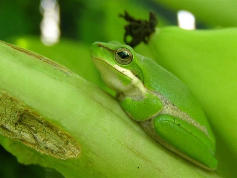 51 St Conel Street, Nudgee QLD 4014