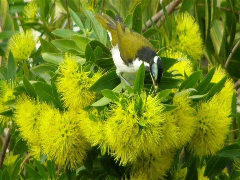 51 St Conel Street, Nudgee QLD 4014