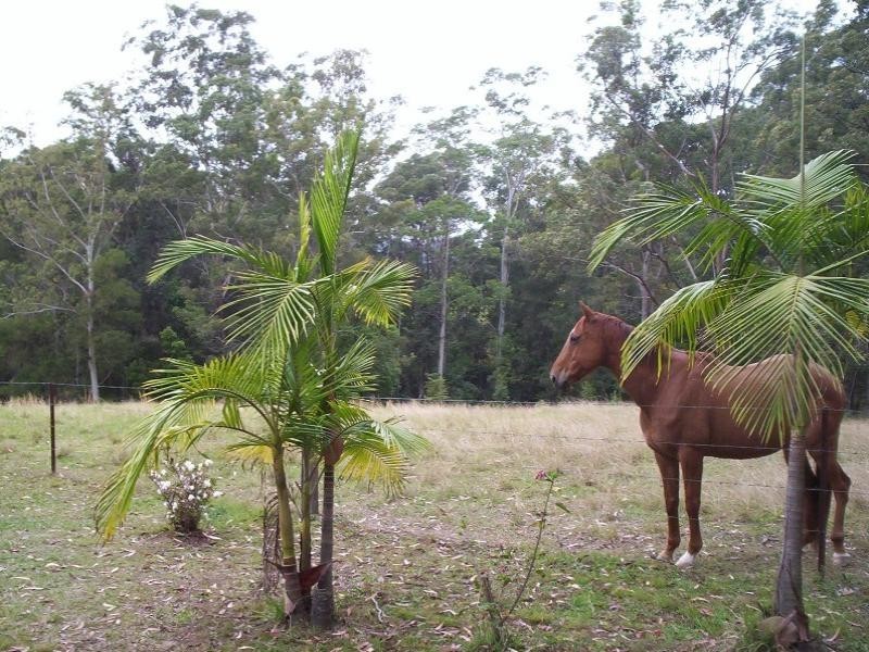 168 Gleniffer Road, Bonville NSW 2441