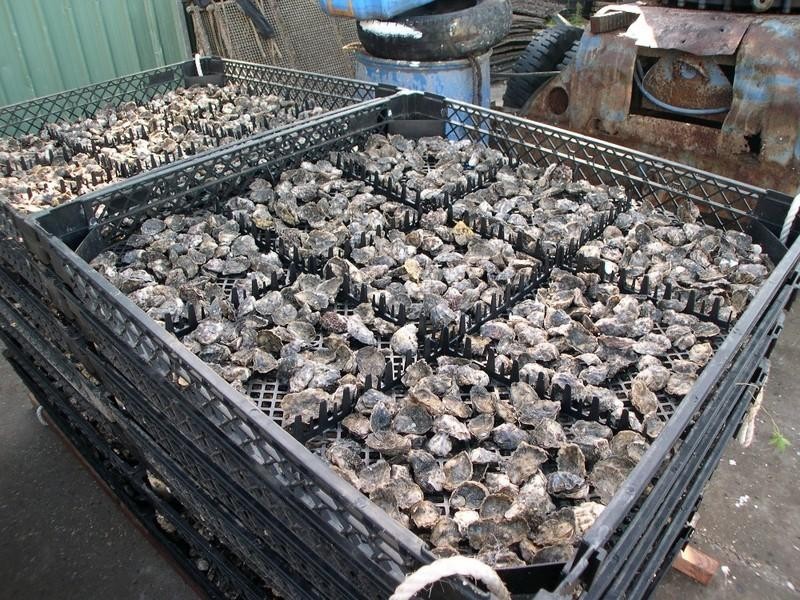 Oyster 1 Pacific Highway, Nambucca Heads NSW 2448