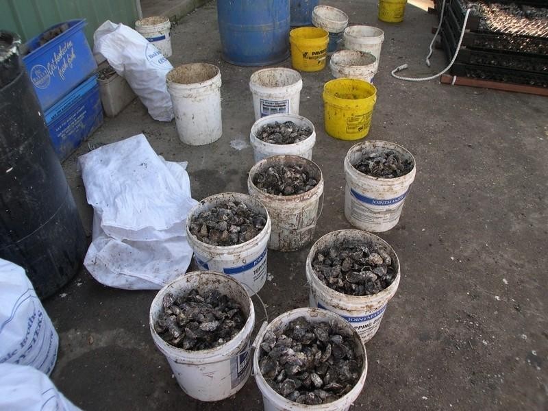 Oyster 1 Pacific Highway, Nambucca Heads NSW 2448