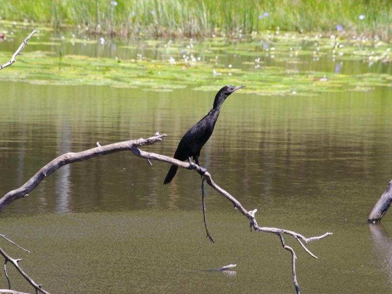 194 Ellems Quarry Road, Nana Glen NSW 2450