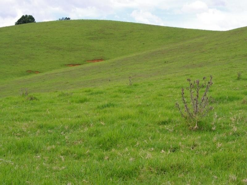 190 Rocky Creek Road, Dorrigo NSW 2453