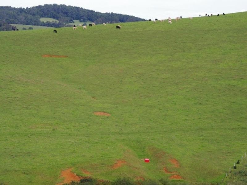 190 Rocky Creek Road, Dorrigo NSW 2453