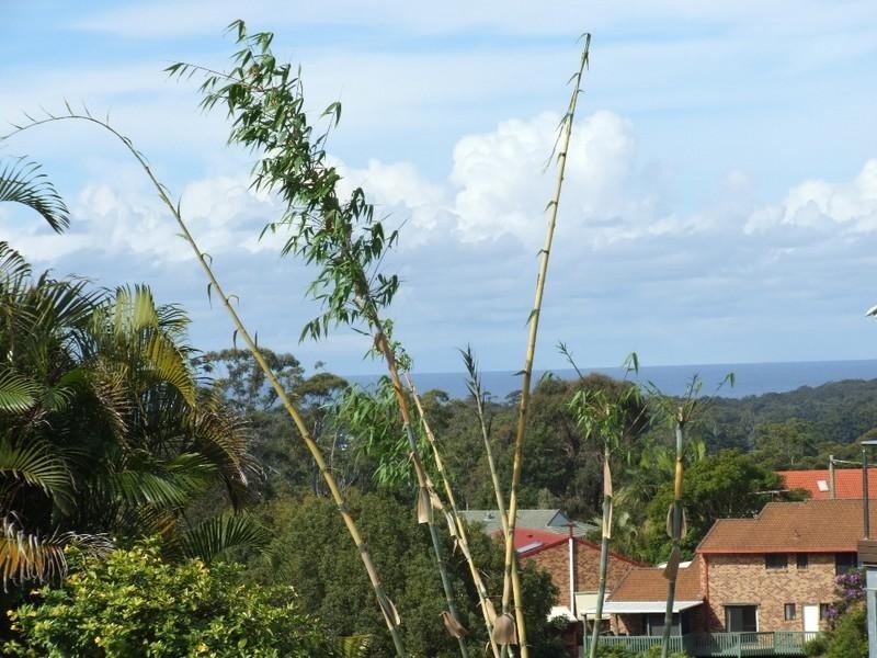 7 Perry Drive, Coffs Harbour NSW 2450