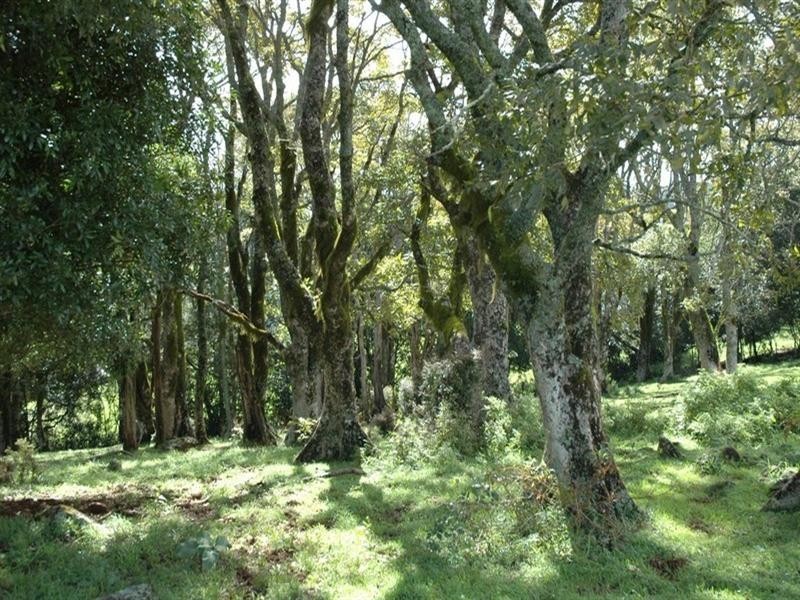 5050 Waterfall Way, Dorrigo NSW 2453