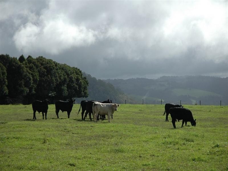 5050 Waterfall Way, Dorrigo NSW 2453