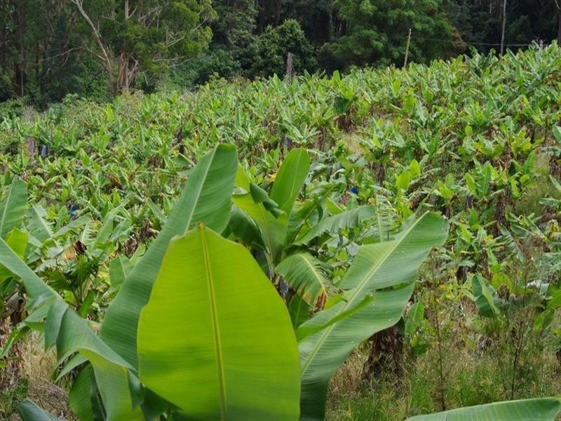 321 Gaudrons Road, Sapphire Beach NSW 2450