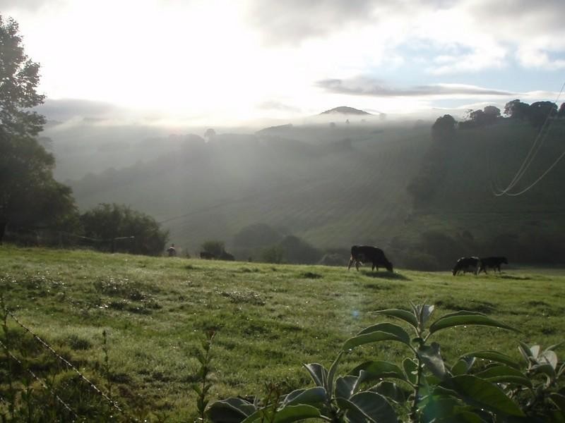 3 Bangalow Street, Dorrigo NSW 2453