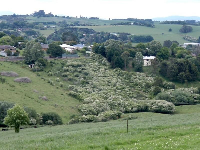 3 Bangalow Street, Dorrigo NSW 2453