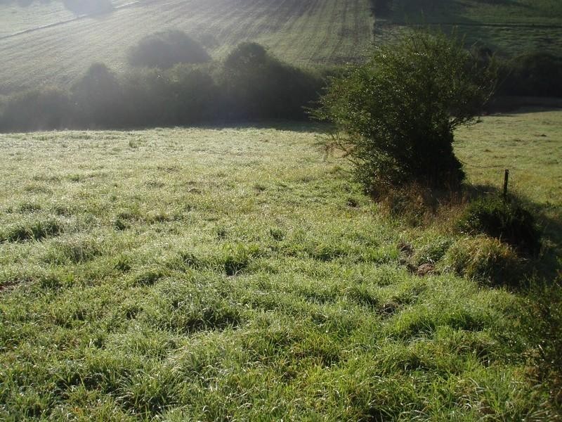 3 Bangalow Street, Dorrigo NSW 2453