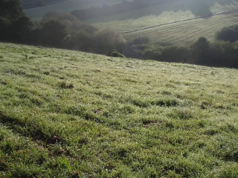 3 Bangalow Street, Dorrigo NSW 2453