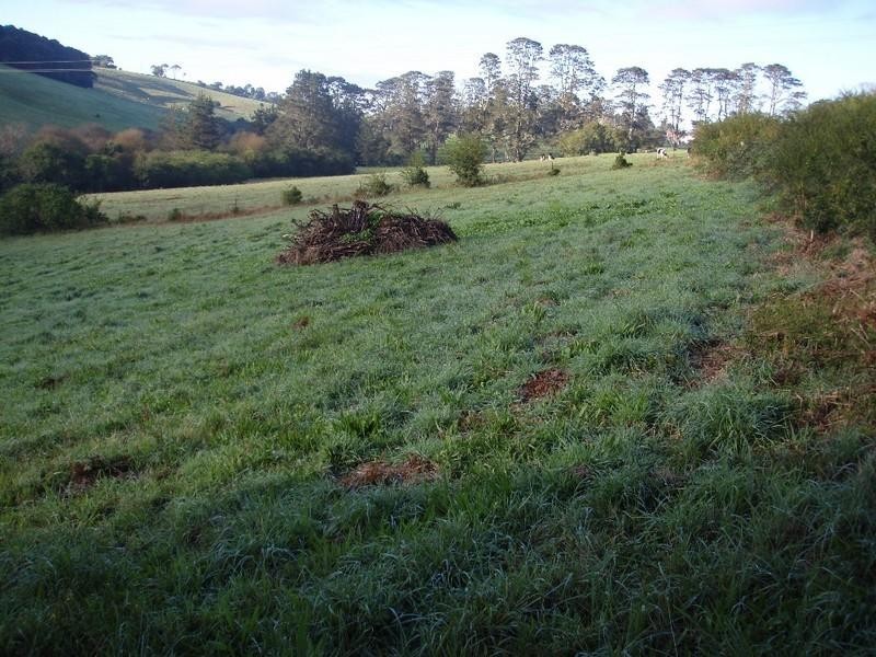 3 Bangalow Street, Dorrigo NSW 2453