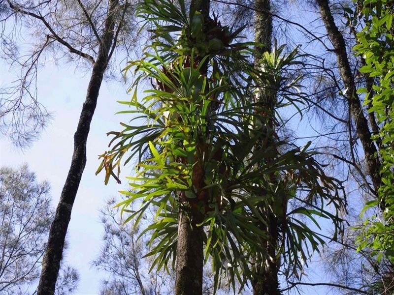 191 Archville Station Road, Bonville NSW 2441