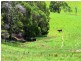 256 Fridays Creek Road, Upper Orara NSW 2450