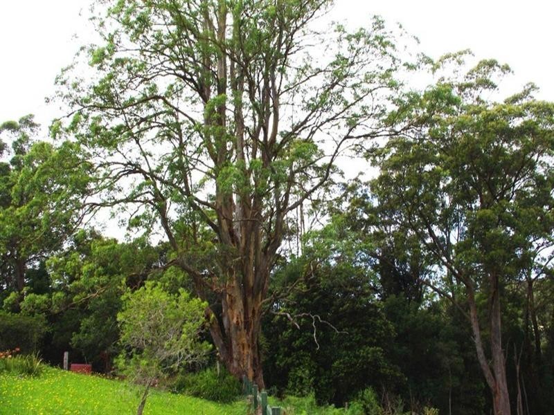 71 Mount Browne Road, Karangi NSW 2450